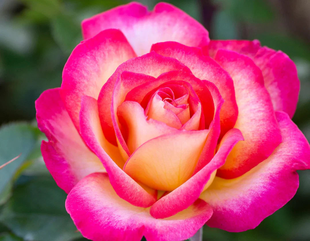 Sorbet (Sorbet Roses) seeds for planting in home garden