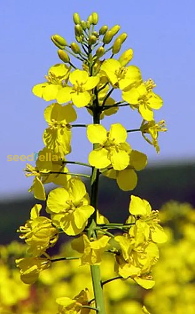 Yellow rape flower seeds for gardens
