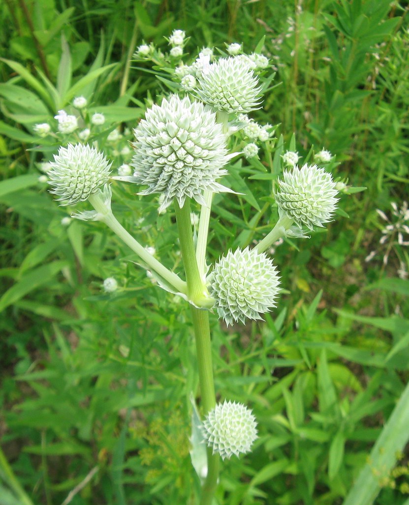 White Rattlesnake Master - Seeds For Thriving And Unique Garden Beautification Plant Seeds