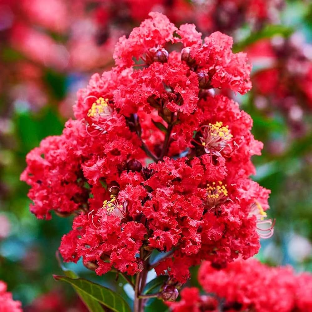 Crape Myrtle trees adding colour to garden landscapes