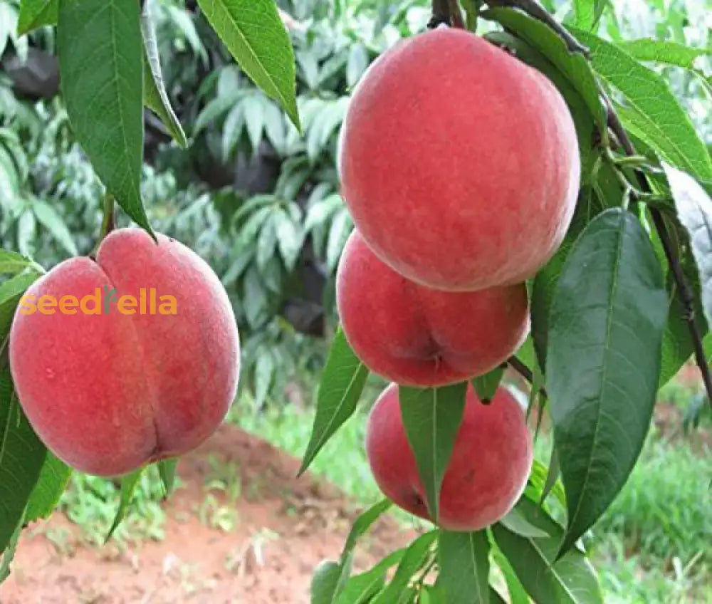 Red Aadoo Fruit Seeds for homegrown fruits.