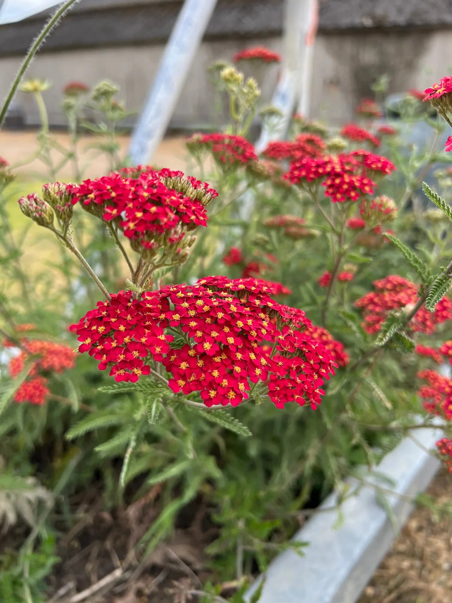 Ornamental Red Achillea flowering plant
