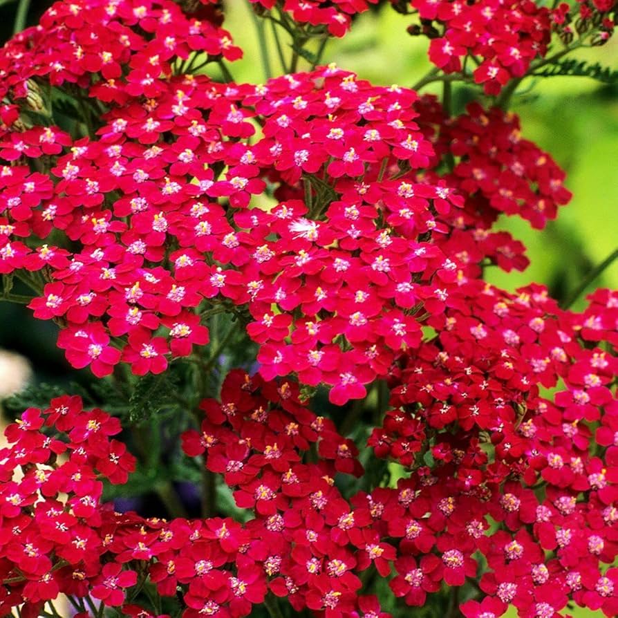 Red Achillea flower seeds for planting