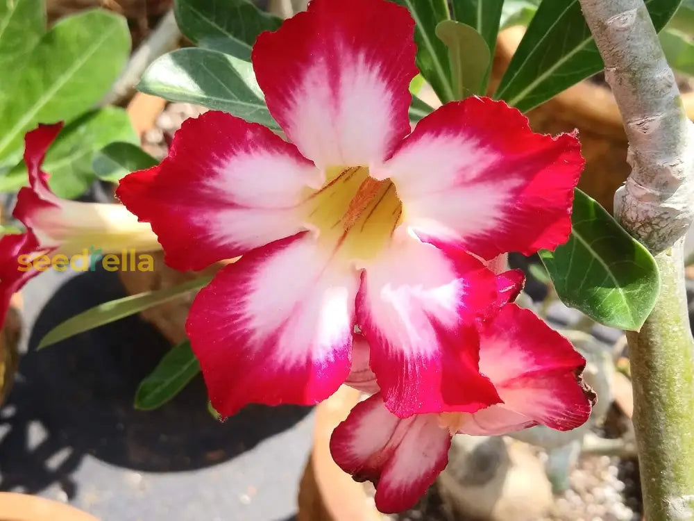Non GMO Red Adenium Obesum seeds