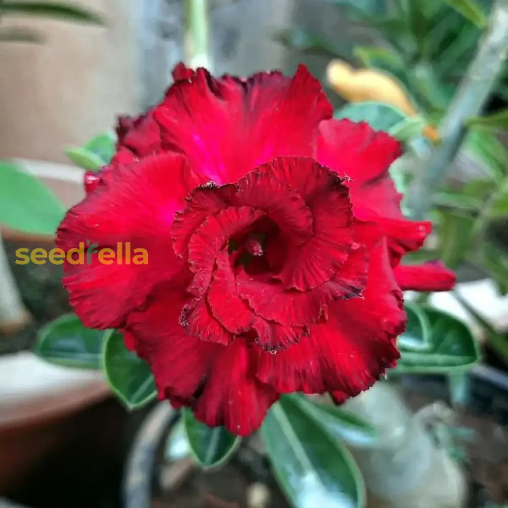 Ornamental Red Adenium Obesum Desert Rose plant