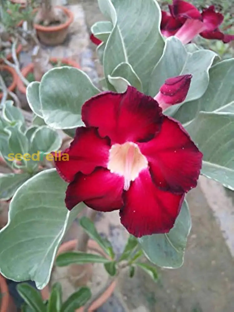 Red Adenium Obesum flower planting seeds