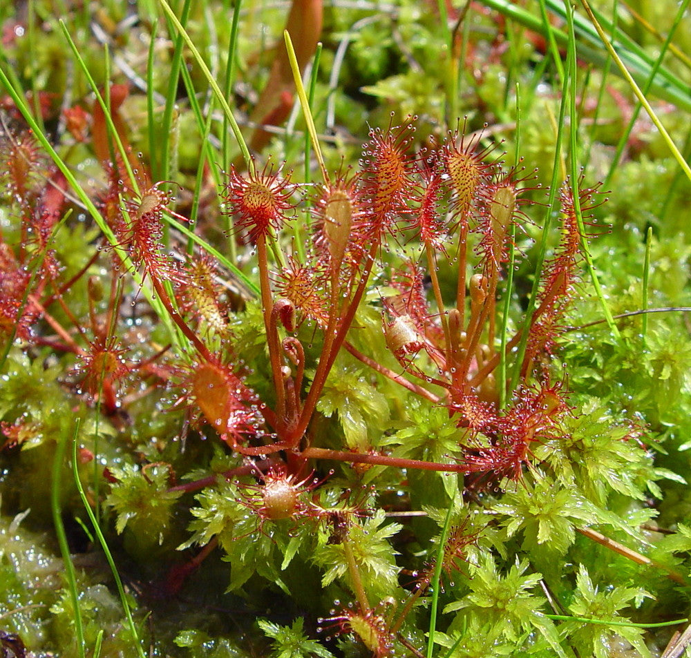 Carnivorous Red Sundew plant catching insects