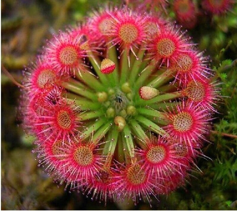 Non-GMO Red Drosera seeds