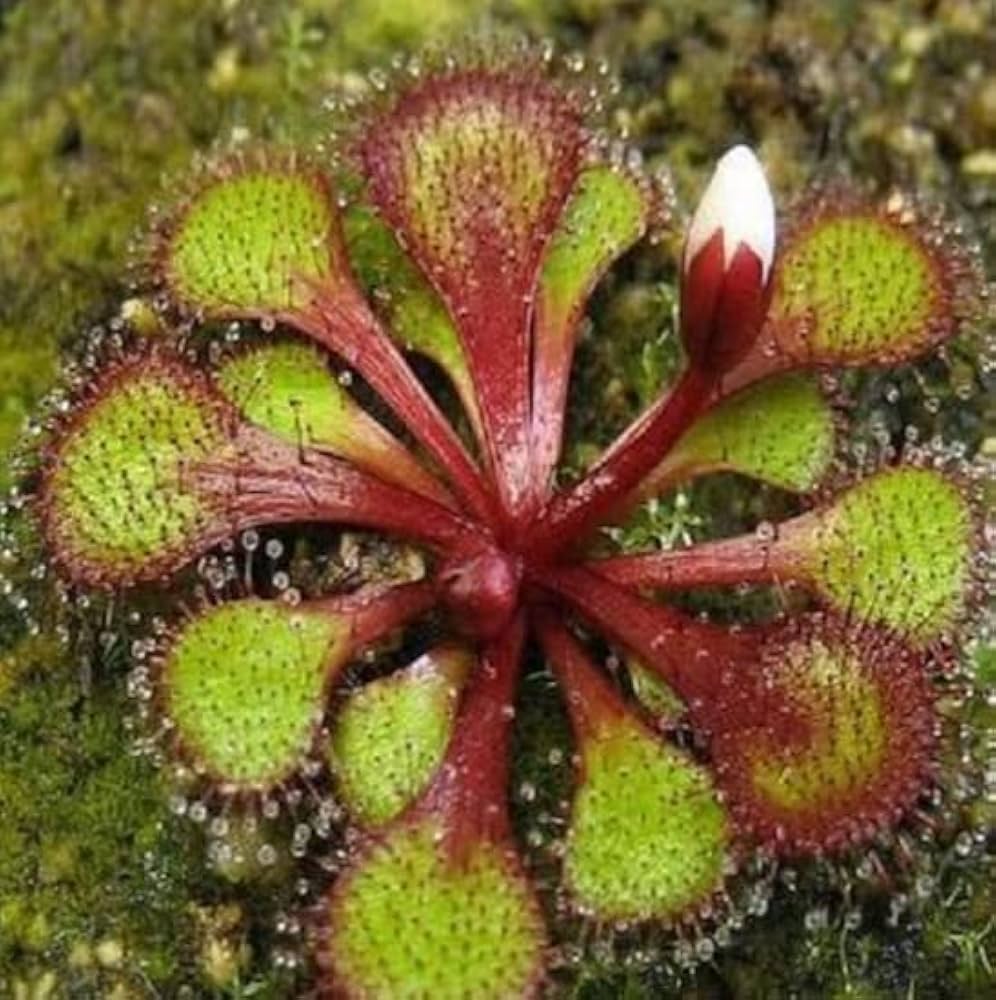 Red Drosera carnivorous plant seeds for planting
