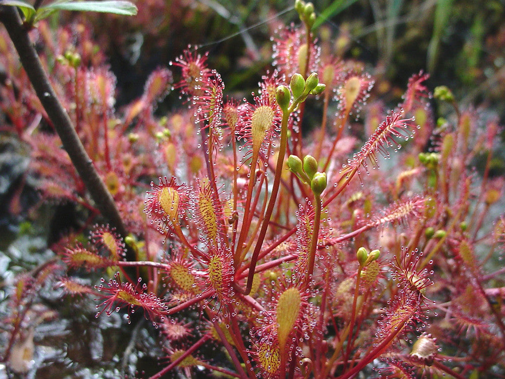 Red Drosera growing in terrarium setup