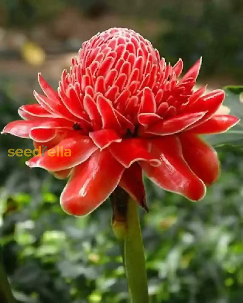 Ornamental Red Etlingera tropical flowering plant