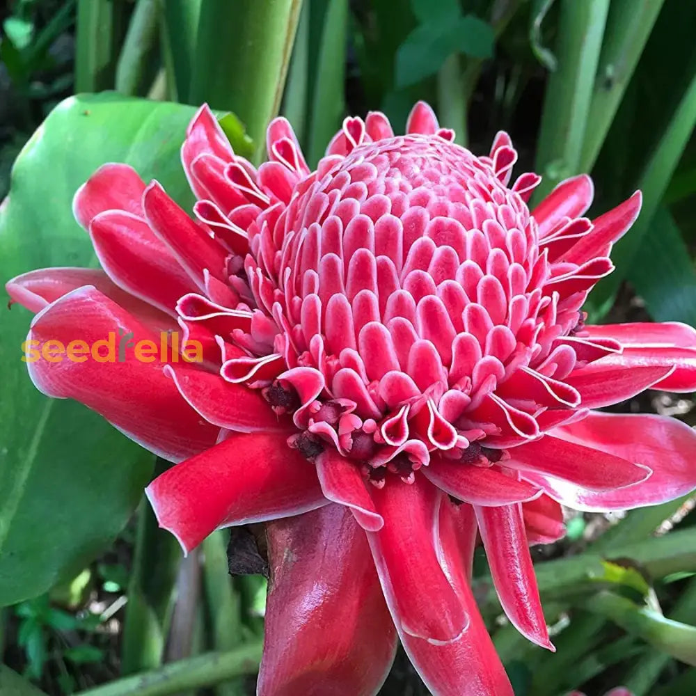 Red Etlingera flower planting seeds