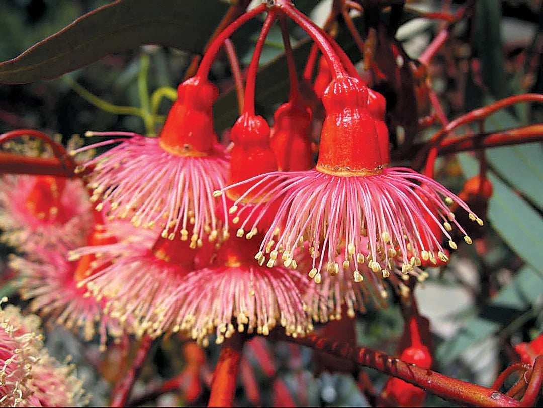 Ornamental Red Eucalyptus tree seeds