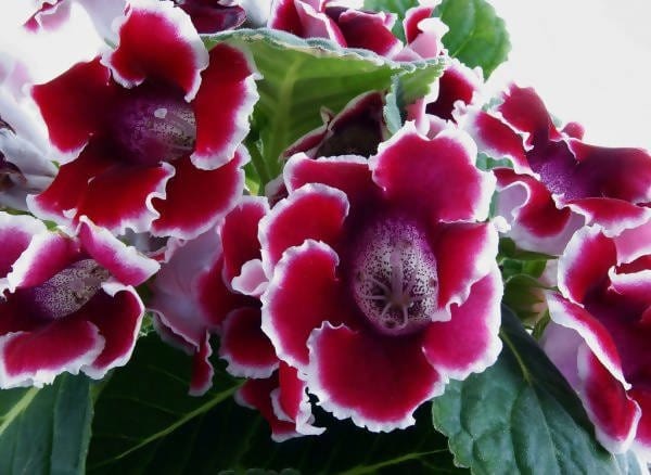 Red-Gloxinia-Ornamental