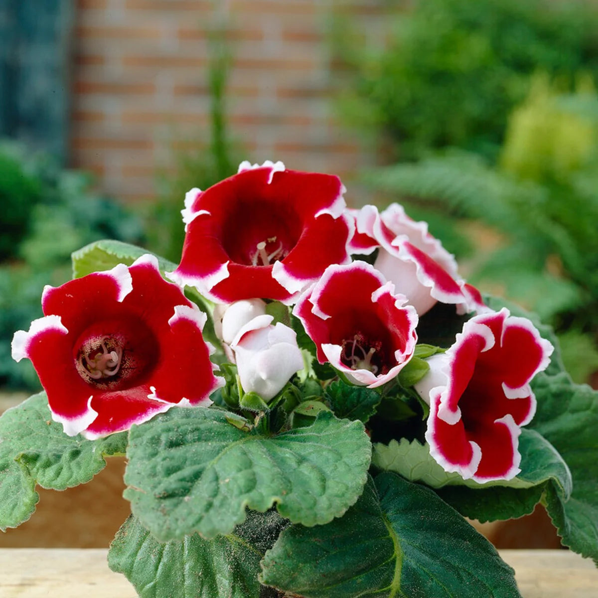 Potted Red Gloxinia plant with lush blooms