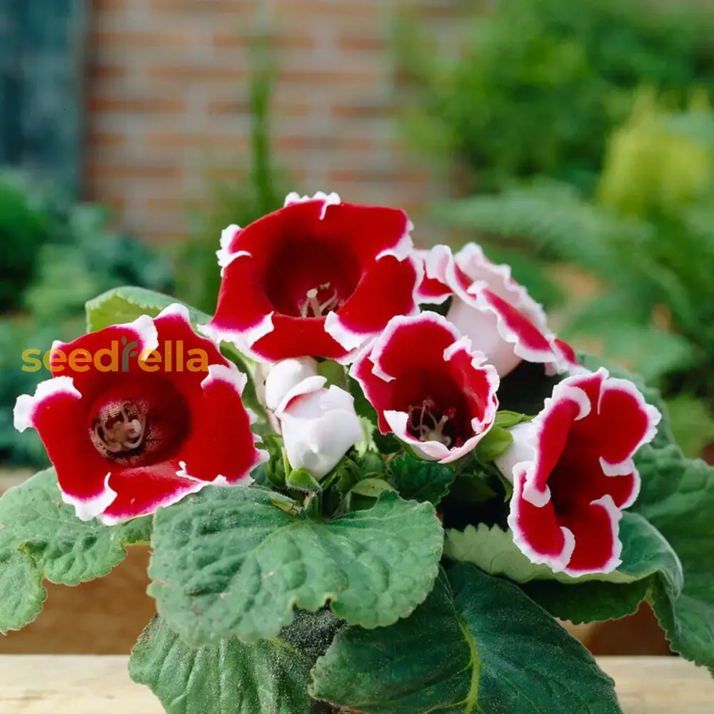 Red Gloxinia flower seeds for planting