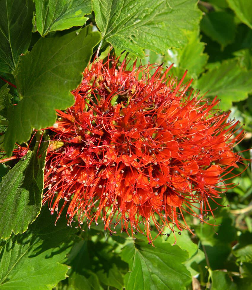 Non GMO Red Greyia Sutherlandii seeds