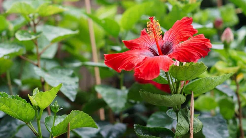 Non-GMO Red Hibiscus seeds