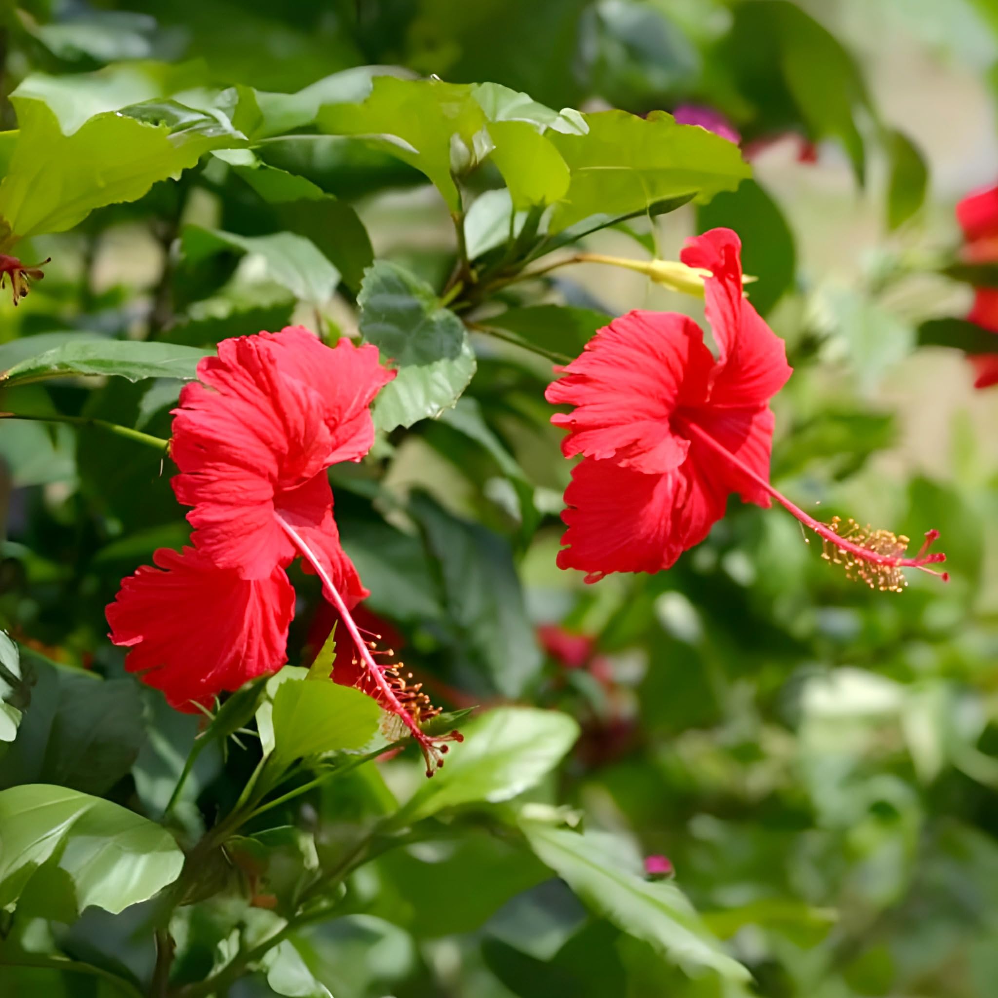 Red Hibiscus plant growing in pot