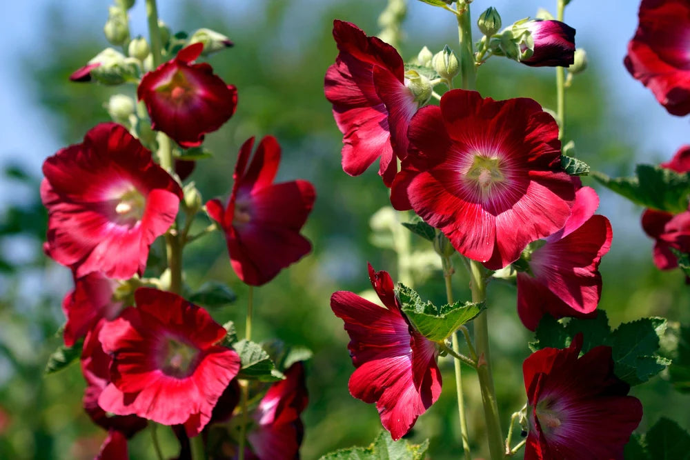 Red hollyhock stems prepared for cut flowers