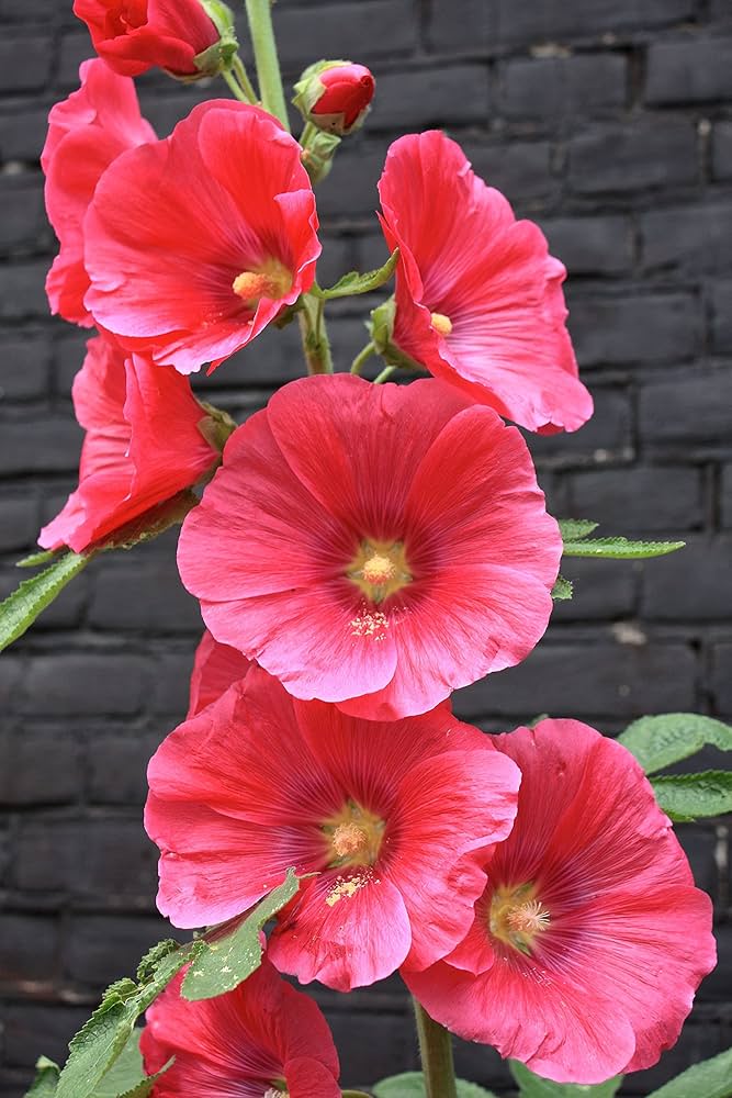 Red hollyhock flower seeds for planting