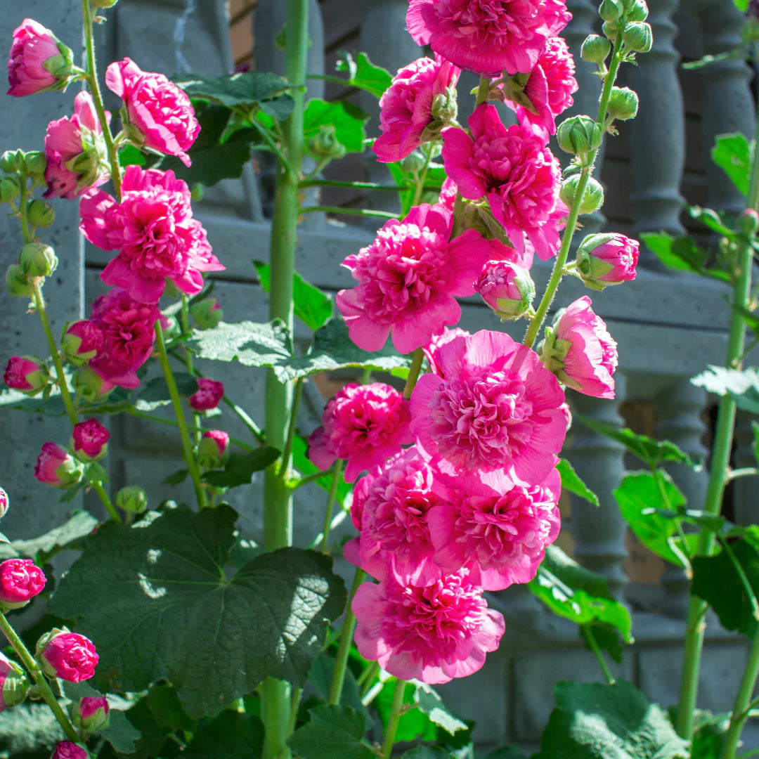 Non-GMO red hollyhock seeds