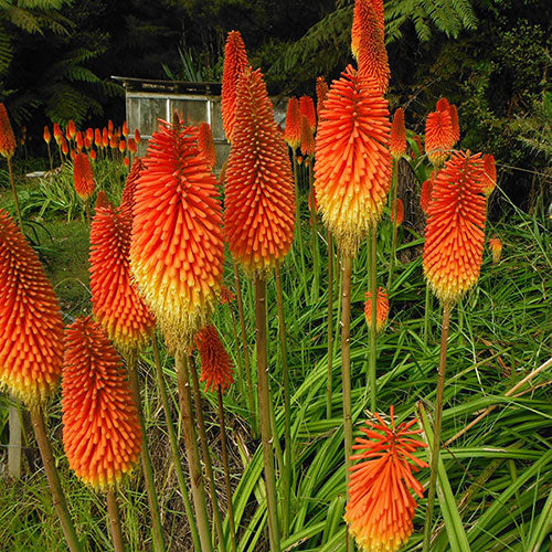 Non GMO Red Hot Poker flower seeds