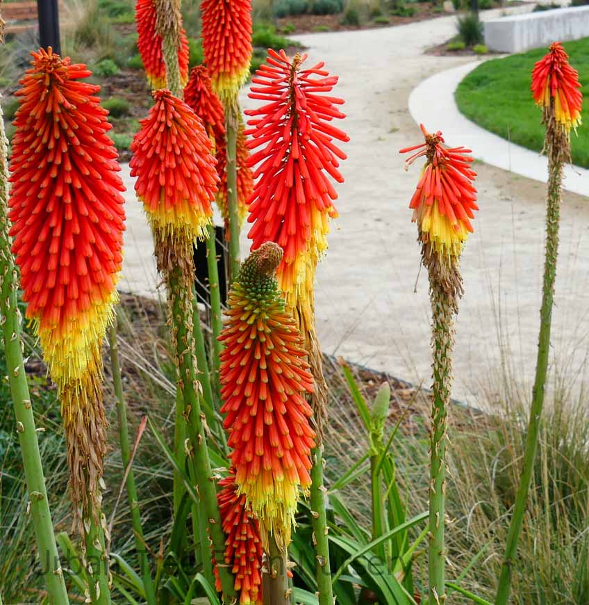 Ornamental Red Hot Poker flowering plant