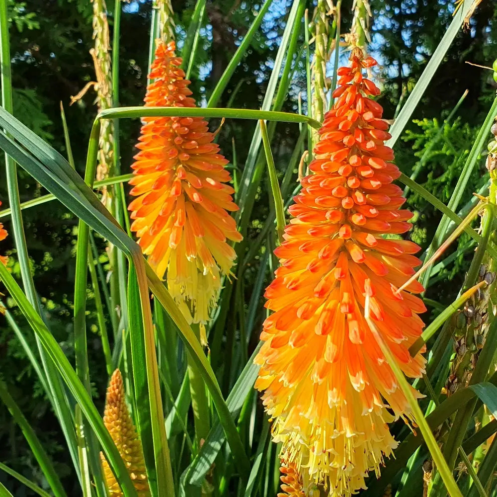 Red Hot Poker in pollinator garden
