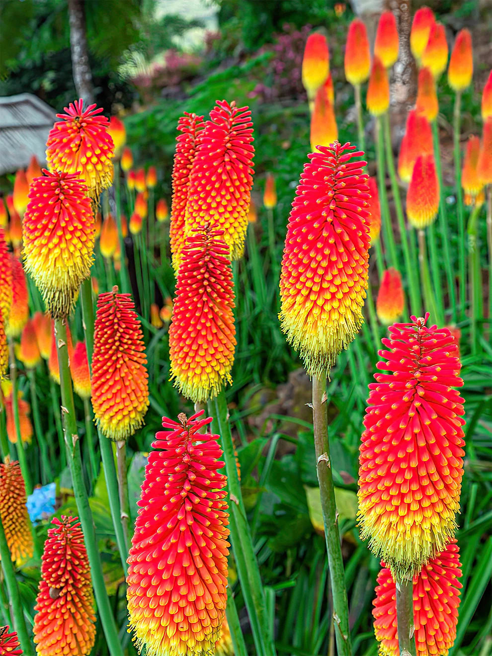 Ornamental Red Hot Poker plant
