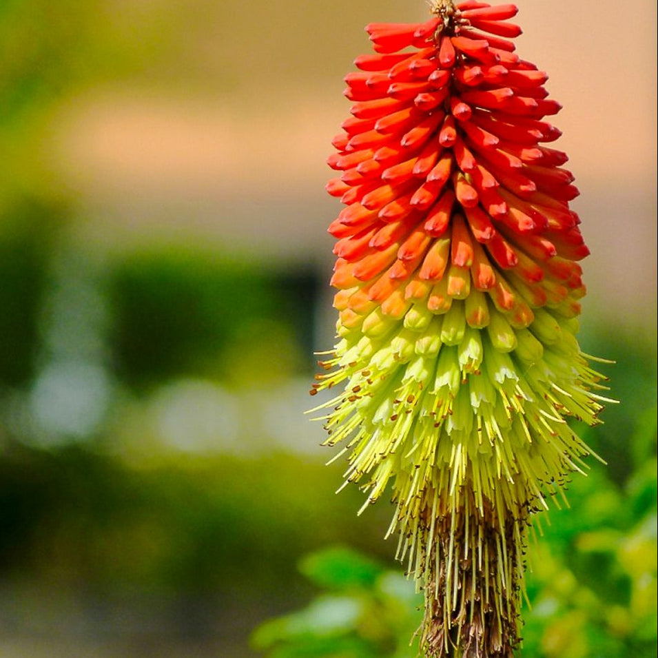 Pollinators visiting Kniphofia Red Hot Poker blooms