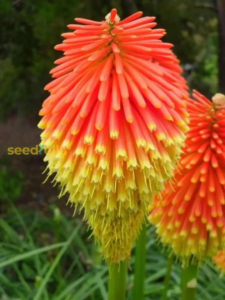 Red Kniphofia Caulescens flower seeds for planting