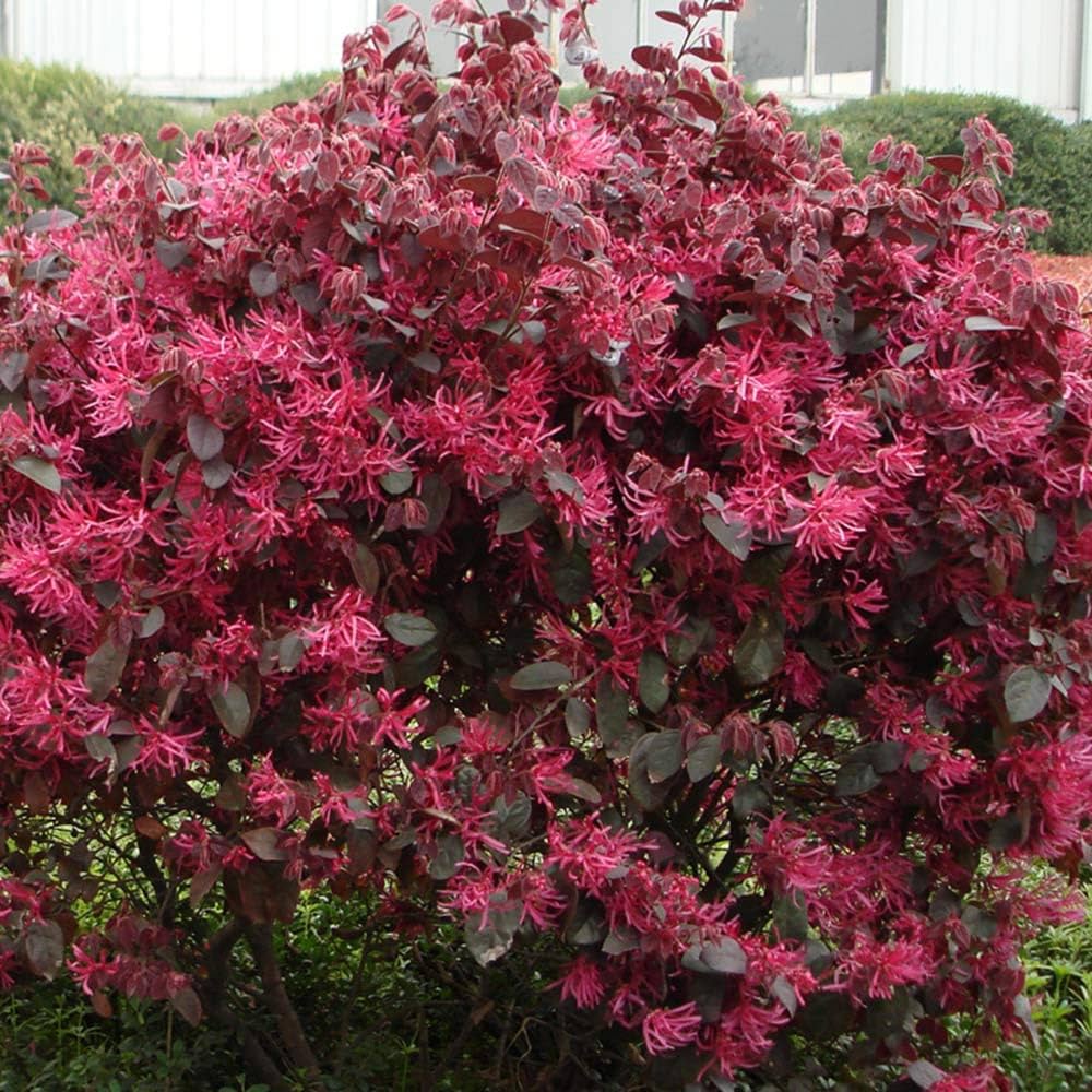 Red Loropetalum showing burgundy foliage