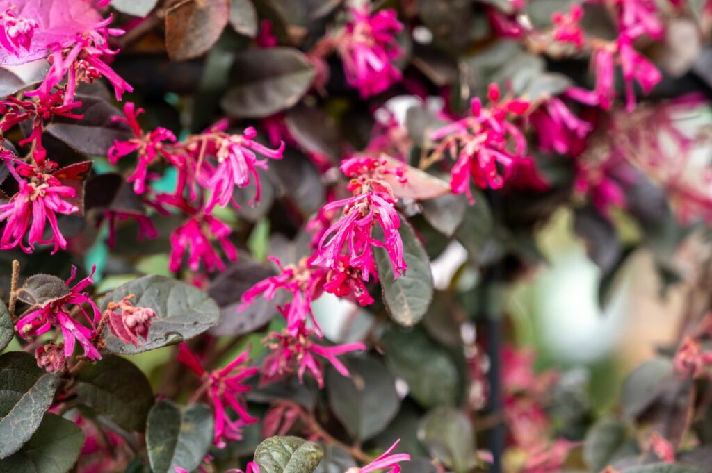 High germination Loropetalum seeds