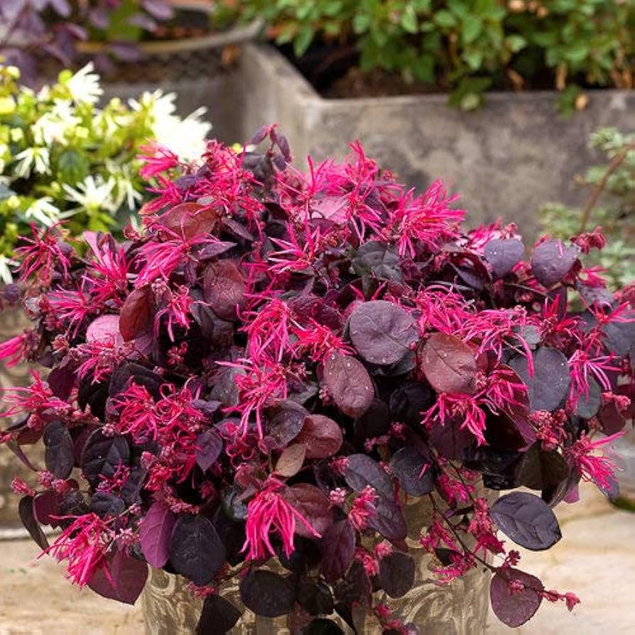 Ornamental Loropetalum shrub with red blooms