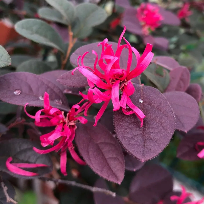 Red Loropetalum flower seeds for planting