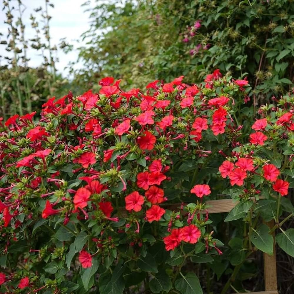 Non GMO Red Mirabilis Scarlet flower seeds