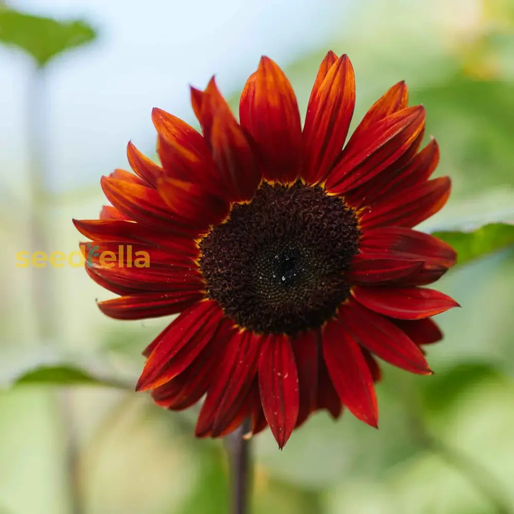 Ornamental Red Moulin sunflower flowering plant