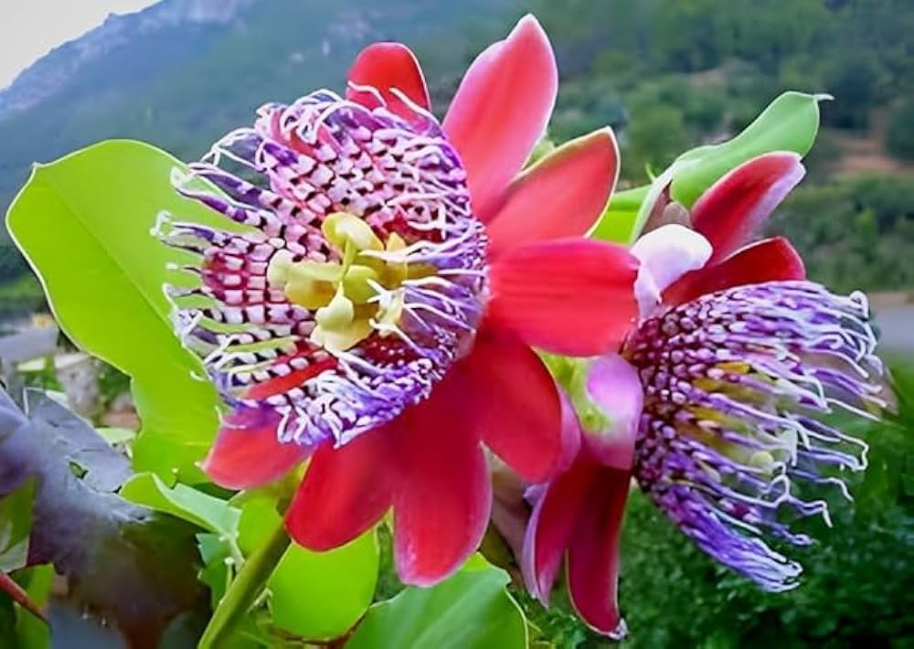 Non-GMO Red Passiflora Alata seeds