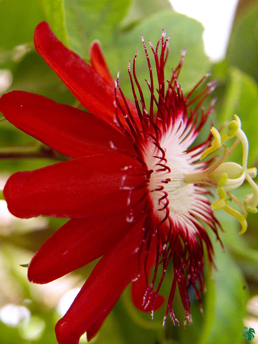 Pollinators visiting Red Passiflora Alata flowers
