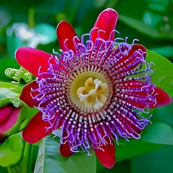 Red Passiflora Alata seeds for planting