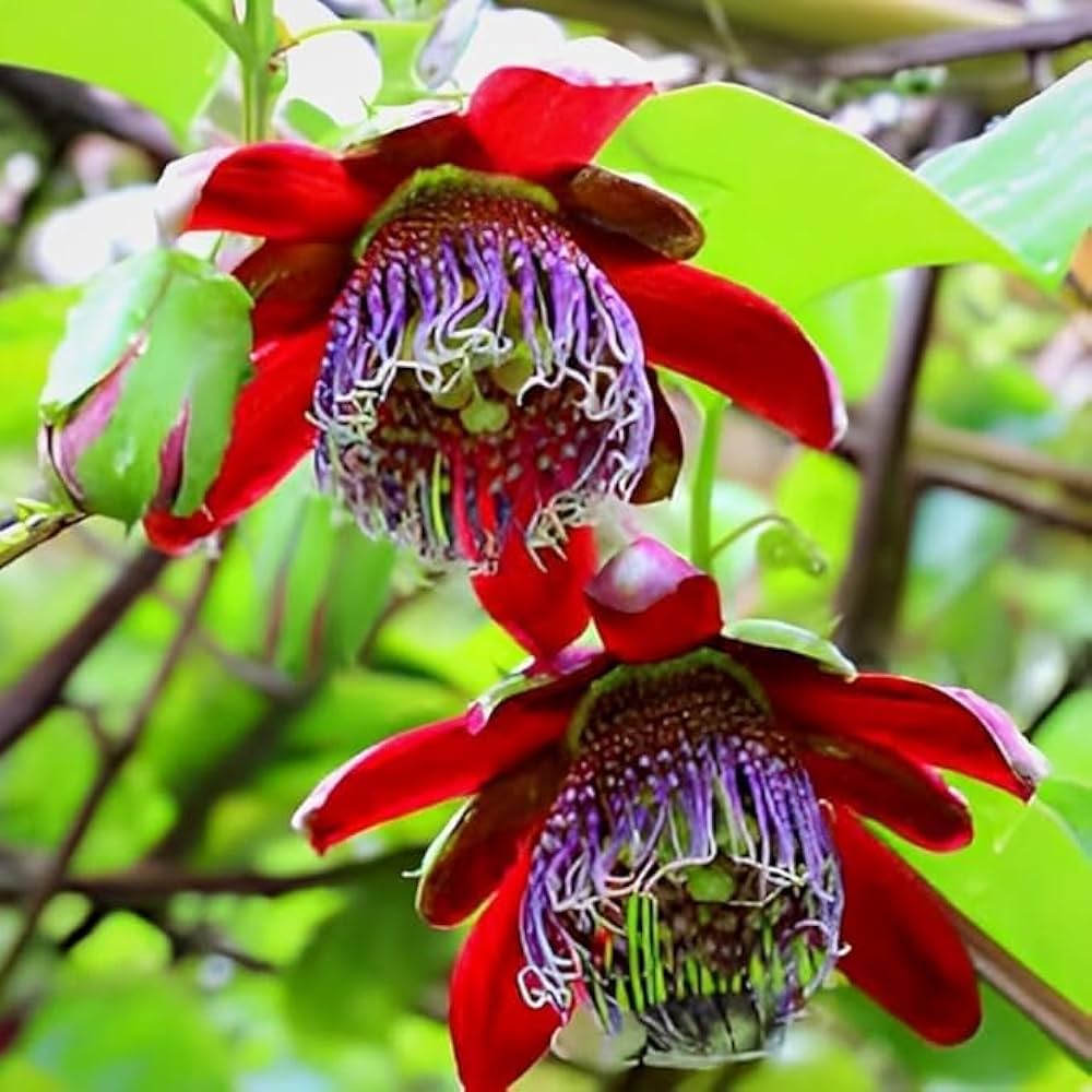Passiflora Alata climbing vine with red blooms
