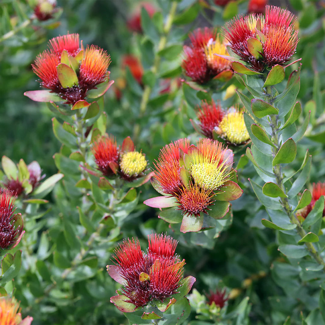 Non-GMO Red Pincushion Flower seeds