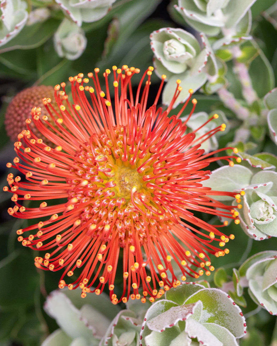 Ornamental red Pincushion Flower plant