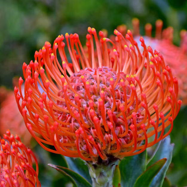 Butterflies visiting red Scabiosa flowers
