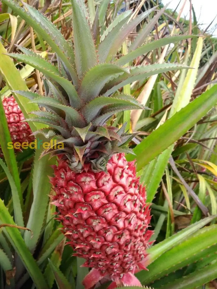 Plant Red Pineapple Seeds for a sweet, tropical fruit harvest.