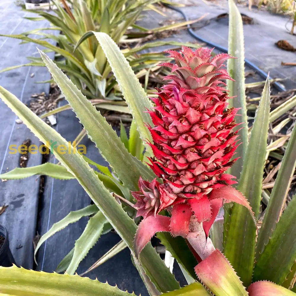 Red Pineapple Seeds for planting and growing unique pineapples.