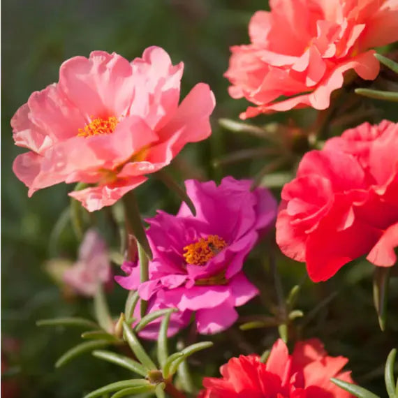 Red Portulaca used as ground cover