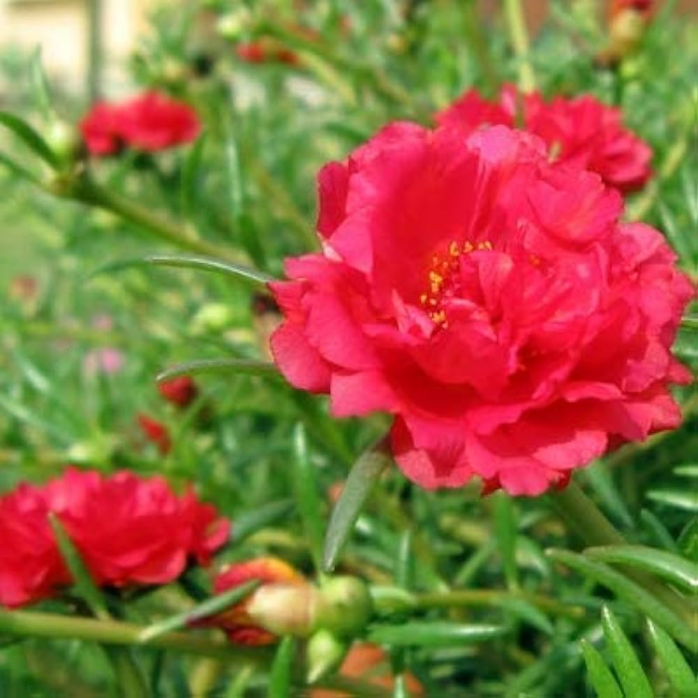 Non-GMO Red Portulaca seeds