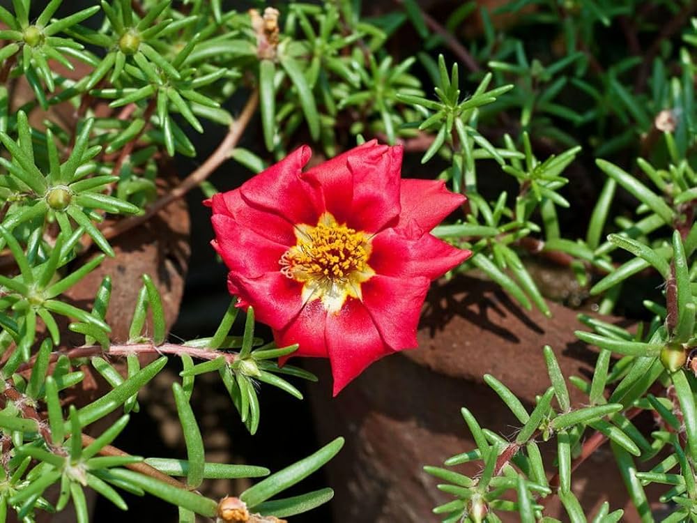 Red Portulaca flower seeds for planting